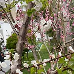 Angolo Paradiso カステルヴェトラーノ